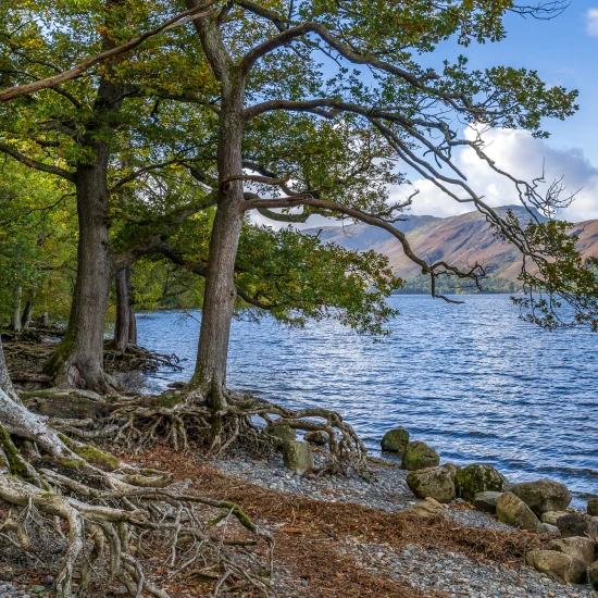 Serene lakeside view with majestic trees and mountains in the background, perfect for a tranquil escape in the UK.