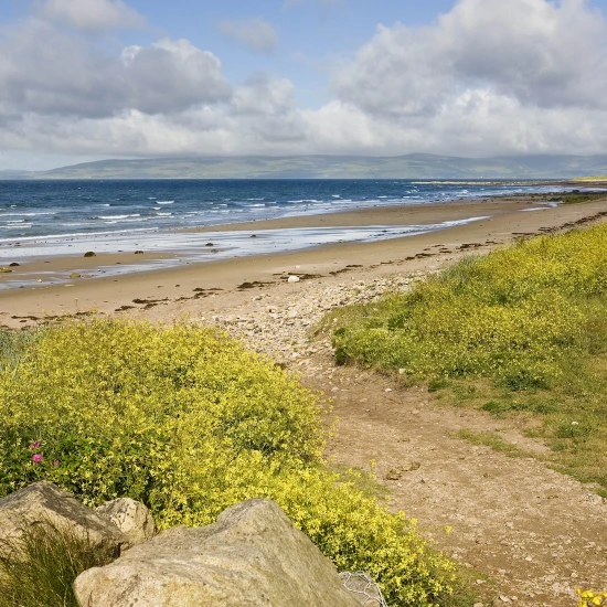 Scenic beach view with golden sand, blue waves, and vibrant yellow wildflowers under a partly cloudy sky.