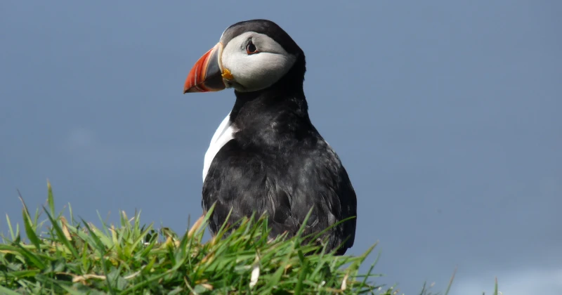 A Guide To Mull Iona Staffa With Rabbie s Tours Award Winning 