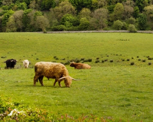 Highland cows with Stirling Castle