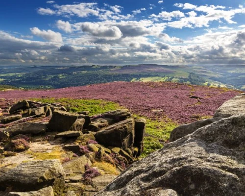 Vibrant heather-covered hills under a blue sky with fluffy clouds, showcasing a stunning UK landscape perfect for exploration.