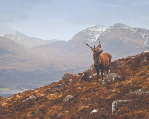 A majestic stag stands on rocky terrain with mountains in the background, capturing the beauty of the UK landscape.