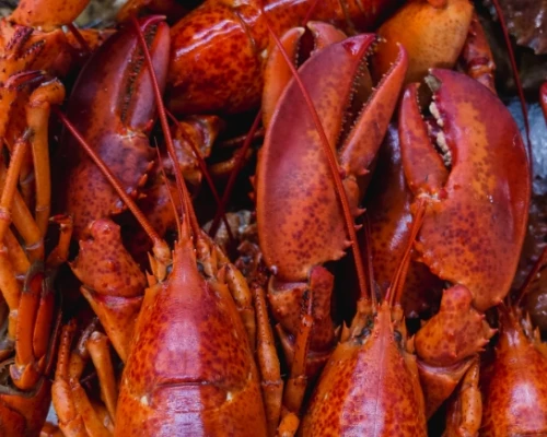 A close-up view of several vibrant red lobsters piled together, showcasing their claws and textured shells.