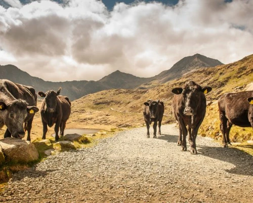 A herd of cows blocking a scenic pathway in the hills, surrounded by mountains and dramatic clouds above.